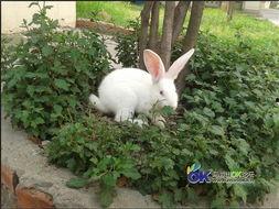 娱乐吃瓜小兔兔微博号 第3张 娱乐吃瓜小兔兔微博号 第3张