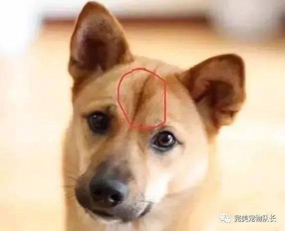 娱乐吃瓜酱忠犬,吃瓜酱的忠实伴侣  第2张