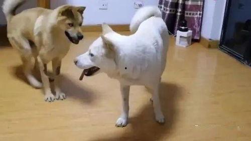 娱乐吃瓜酱忠犬,吃瓜酱的忠实伴侣  第3张